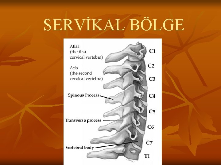 SERVİKAL BÖLGE SERVİKAL BÖLGE