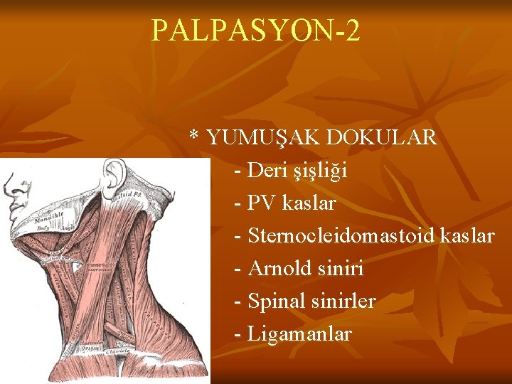 PALPASYON-2 * YUMUŞAK DOKULAR - Deri şişliği - PV kaslar - Sternocleidomastoid kaslar - PALPASYON-2 * YUMUŞAK DOKULAR - Deri şişliği - PV kaslar - Sternocleidomastoid kaslar -