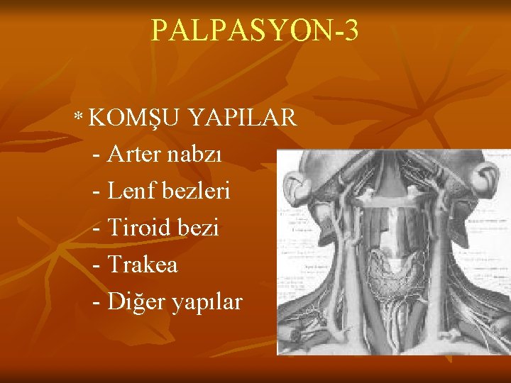 PALPASYON-3 * KOMŞU YAPILAR - Arter nabzı - Lenf bezleri - Tiroid bezi - PALPASYON-3 * KOMŞU YAPILAR - Arter nabzı - Lenf bezleri - Tiroid bezi -