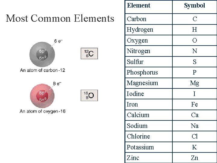 Element Most Common Elements Symbol Carbon C Hydrogen H Oxygen O Nitrogen N Sulfur