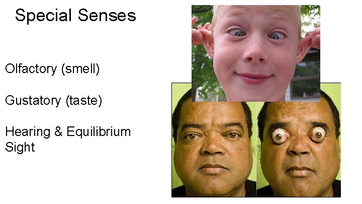  Special Senses Olfactory (smell) Gustatory (taste) Hearing & Equilibrium Sight 