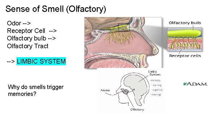 Sense of Smell (Olfactory) Odor --> Receptor Cell --> Olfactory bulb --> Olfactory Tract