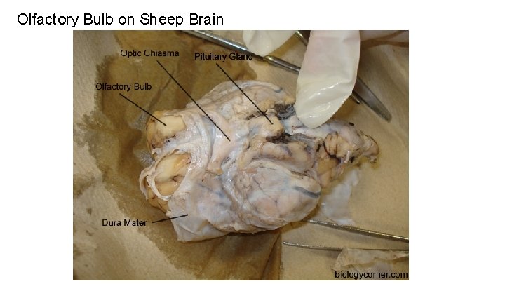Olfactory Bulb on Sheep Brain 