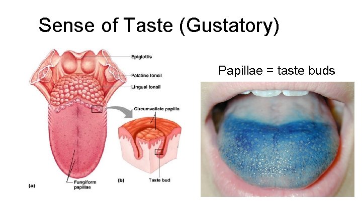  Sense of Taste (Gustatory) Papillae = taste buds 