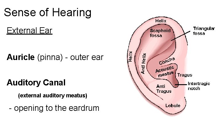 Sense of Hearing External Ear Auricle (pinna) - outer ear Auditory Canal (external auditory