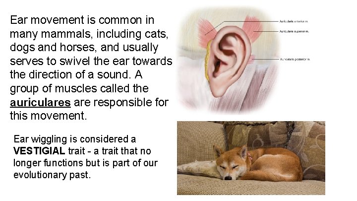 Ear movement is common in many mammals, including cats, dogs and horses, and usually