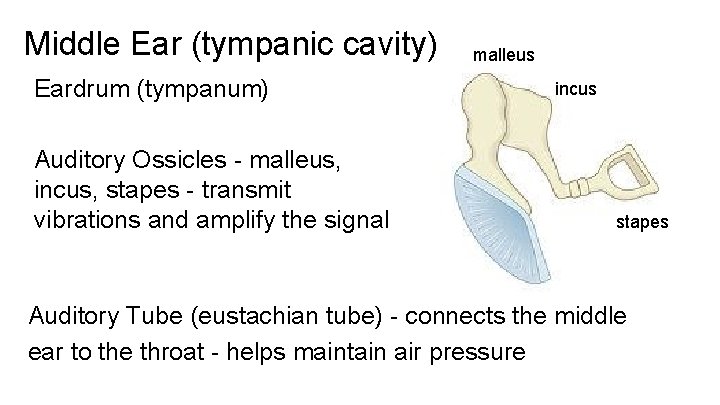 Middle Ear (tympanic cavity) Eardrum (tympanum) Auditory Ossicles - malleus, incus, stapes - transmit