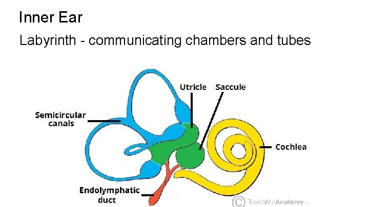 Inner Ear Labyrinth - communicating chambers and tubes 