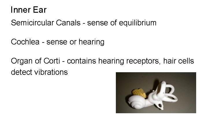 Inner Ear Semicircular Canals - sense of equilibrium Cochlea - sense or hearing Organ