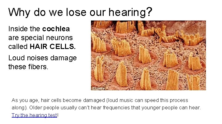Why do we lose our hearing? Inside the cochlea are special neurons called HAIR