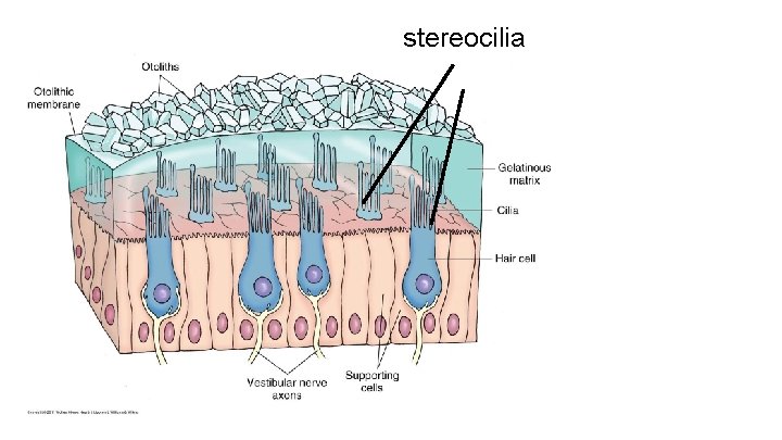 stereocilia 