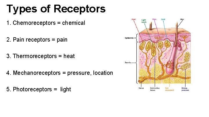 Types of Receptors 1. Chemoreceptors = chemical 2. Pain receptors = pain 3. Thermoreceptors