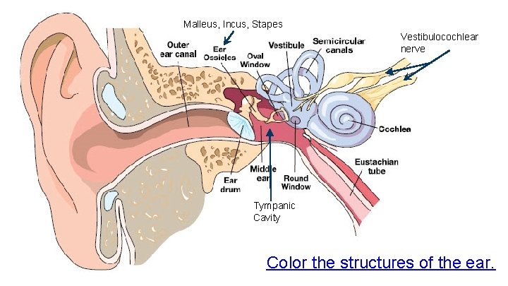 Malleus, Incus, Stapes Vestibulocochlear nerve Tympanic Cavity Color the structures of the ear. 