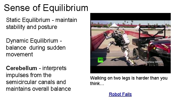 Sense of Equilibrium Static Equilibrium - maintain stability and posture Dynamic Equilibrium - balance