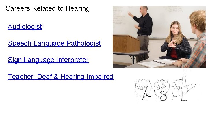 Careers Related to Hearing Audiologist Speech-Language Pathologist Sign Language Interpreter Teacher: Deaf & Hearing