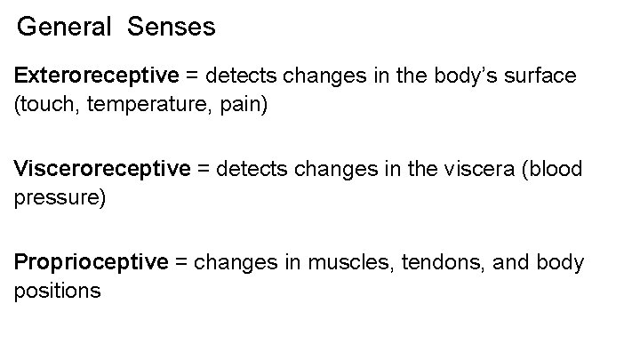 General Senses Exteroreceptive = detects changes in the body’s surface (touch, temperature, pain) Visceroreceptive