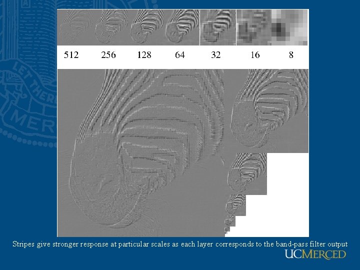 Stripes give stronger response at particular scales as each layer corresponds to the band-pass