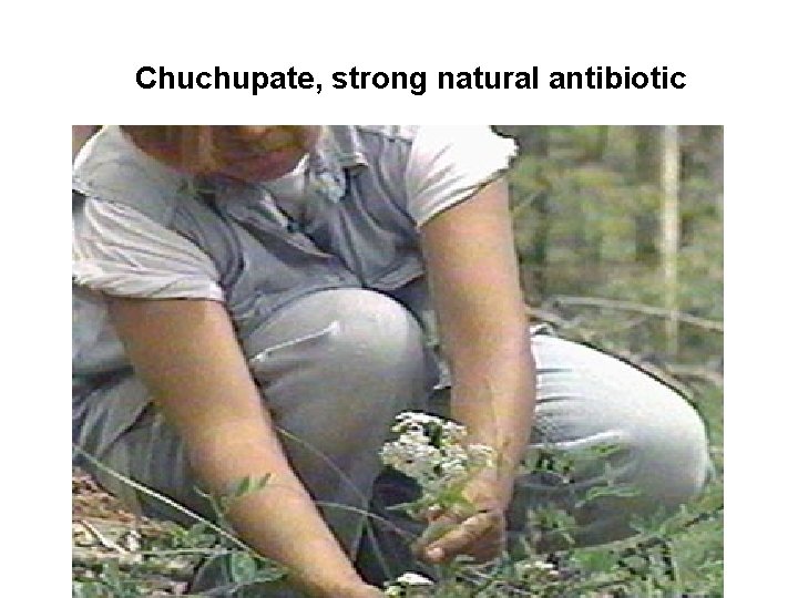 Chuchupate, strong natural antibiotic 