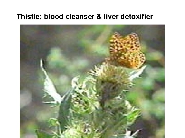 Thistle; blood cleanser & liver detoxifier 