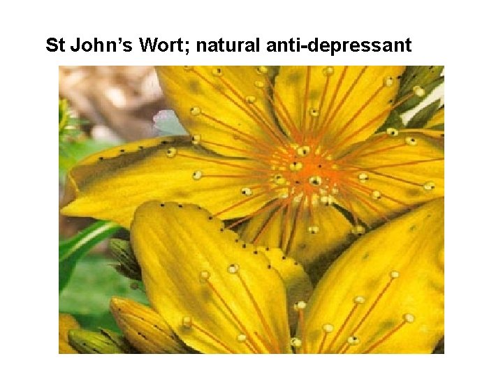 St John’s Wort; natural anti-depressant 