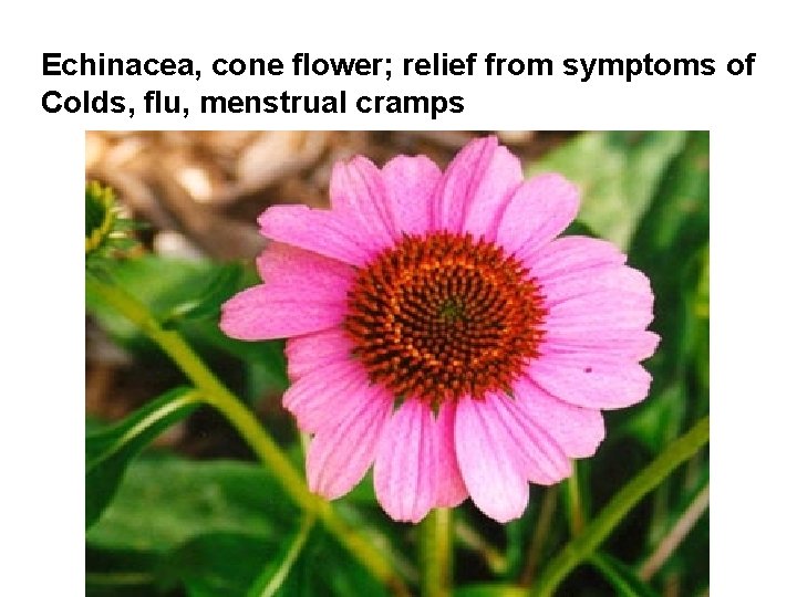 Echinacea, cone flower; relief from symptoms of Colds, flu, menstrual cramps 