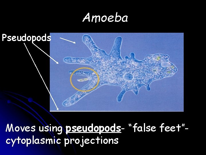 Amoeba Pseudopods Found in freshwater Moves using pseudopods- “false feet”cytoplasmic projections 