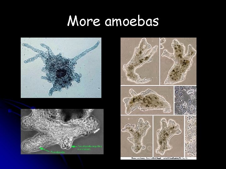 More amoebas 