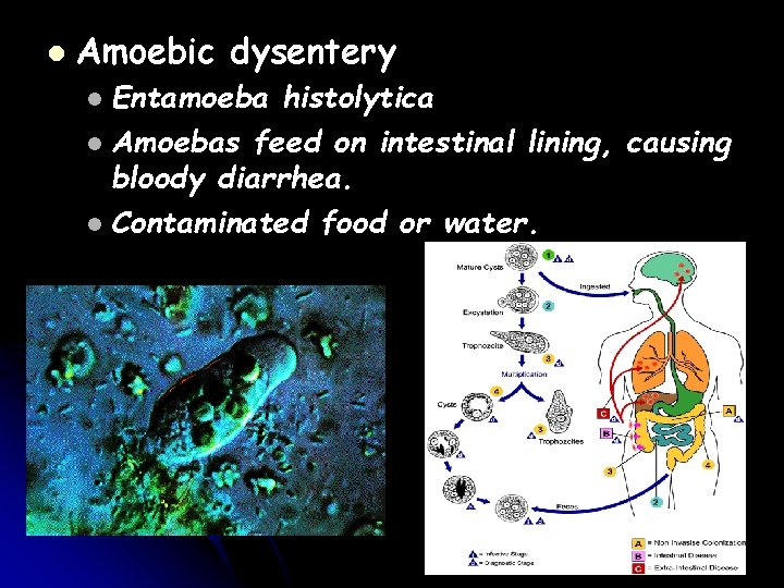 l Amoebic dysentery Entamoeba histolytica l Amoebas feed on intestinal lining, causing bloody diarrhea.