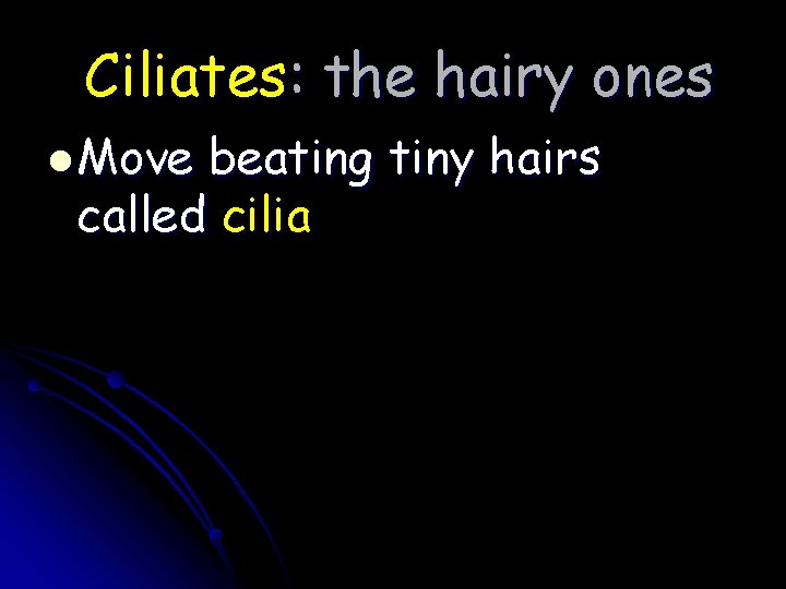 Ciliates: the hairy ones l Move beating tiny hairs called cilia 