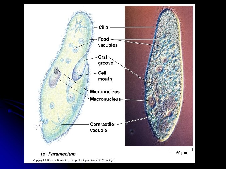 Paramecium- move using cilia (tiny hairlike projections) 