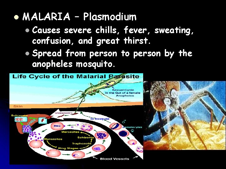 l MALARIA – Plasmodium Causes severe chills, fever, sweating, confusion, and great thirst. l