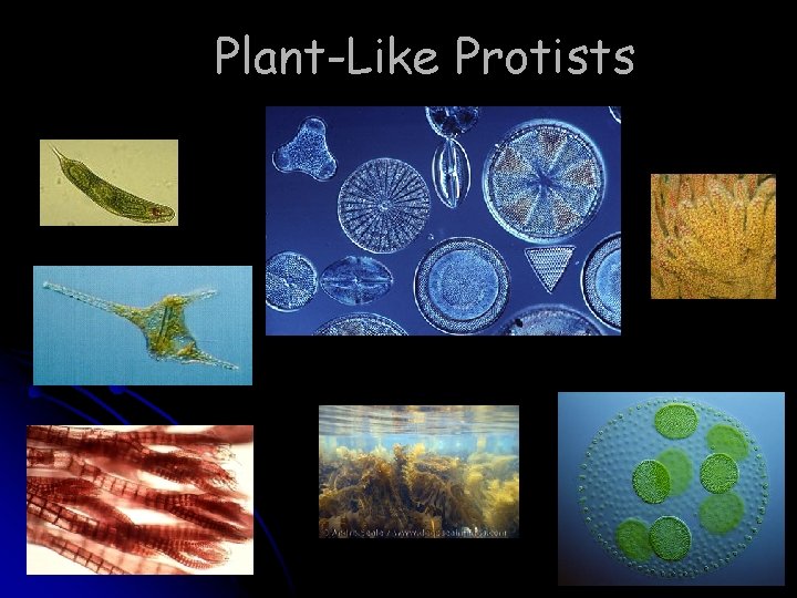 Plant-Like Protists 