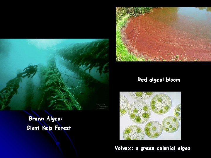 Red algeal bloom Brown Algea: Giant Kelp Forest Volvox: a green colonial algae 