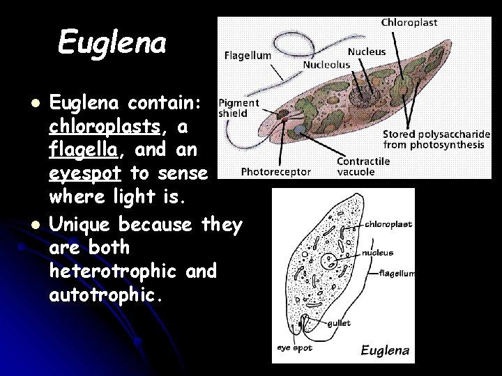 Euglena l l Euglena contain: chloroplasts, a flagella, and an eyespot to sense where