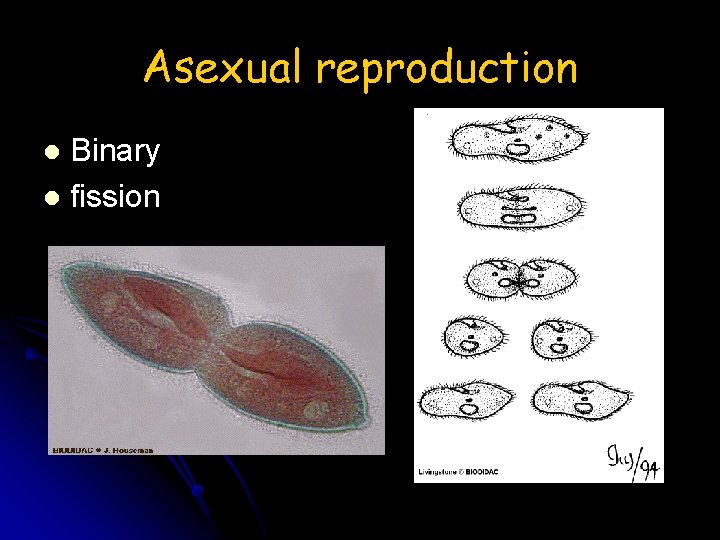 Asexual reproduction Binary l fission l 