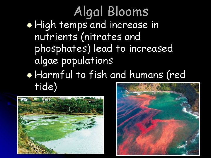 l High Algal Blooms temps and increase in nutrients (nitrates and phosphates) lead to