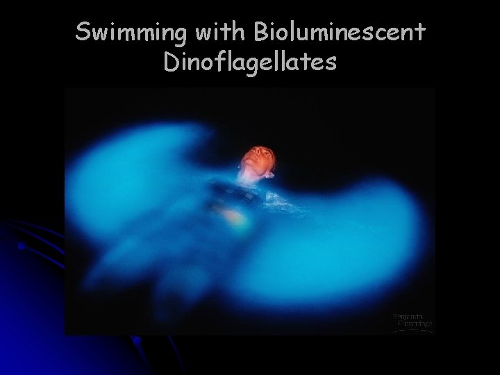 Swimming with Bioluminescent Dinoflagellates 