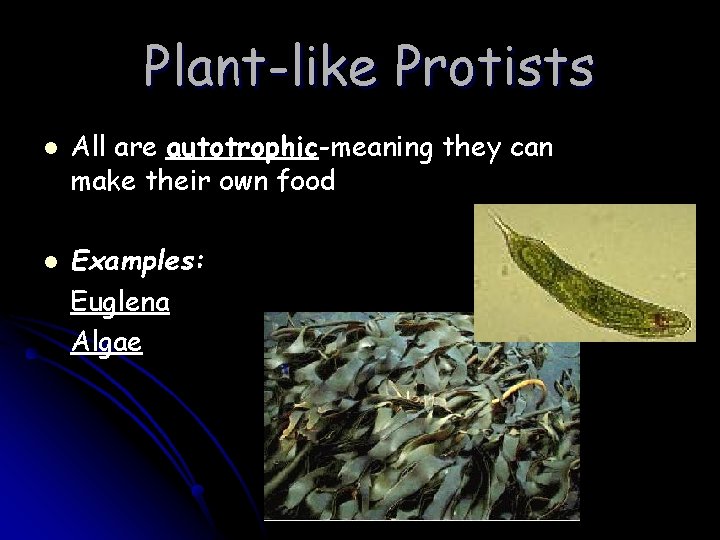 Plant-like Protists l l All are autotrophic-meaning they can make their own food Examples: