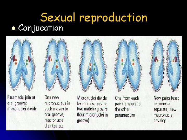 Sexual reproduction l Conjucation 