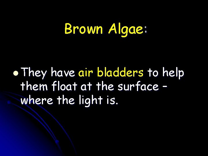 Brown Algae: l They have air bladders to help them float at the surface