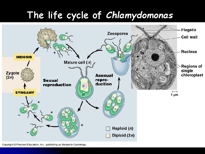 The life cycle of Chlamydomonas 