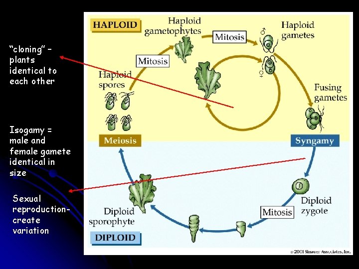 “cloning” – plants identical to each other Isogamy = male and female gamete identical