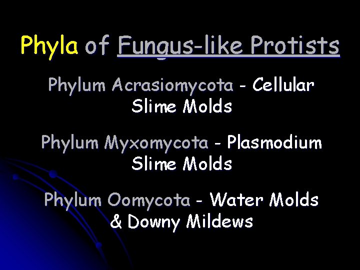 Phyla of Fungus-like Protists Phylum Acrasiomycota - Cellular Slime Molds Phylum Myxomycota - Plasmodium