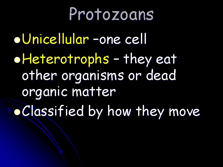 Protozoans l Unicellular –one cell l Heterotrophs – they eat other organisms or dead