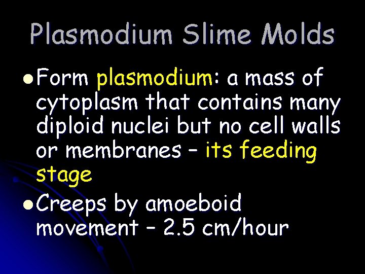 Plasmodium Slime Molds l Form plasmodium: a mass of cytoplasm that contains many diploid