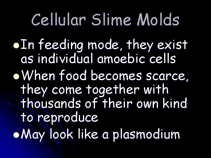 Cellular Slime Molds l In feeding mode, they exist as individual amoebic cells l