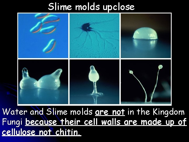 Slime molds upclose Water and Slime molds are not in the Kingdom Fungi because