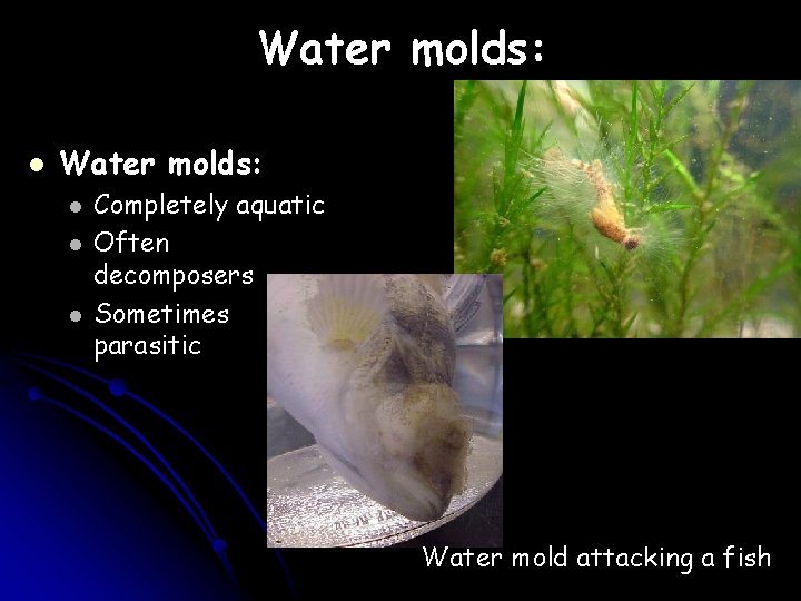 Water molds: l l l Completely aquatic Often decomposers Sometimes parasitic Water mold attacking