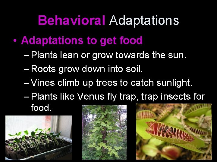 Behavioral Adaptations • Adaptations to get food – Plants lean or grow towards the