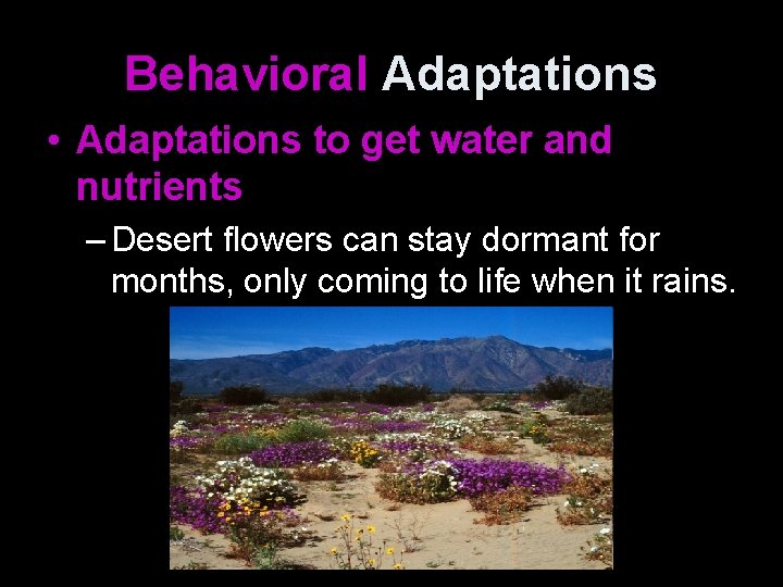 Behavioral Adaptations • Adaptations to get water and nutrients – Desert flowers can stay